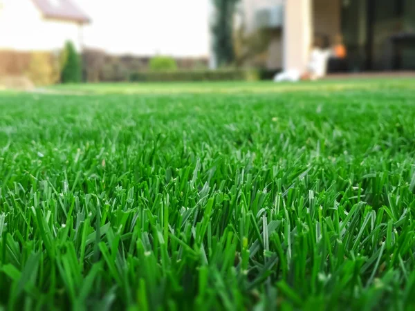 Primavera temporada de césped soleado siega en el jardín. Desenfoque del césped con luz suave para el fondo. —  Fotos de Stock