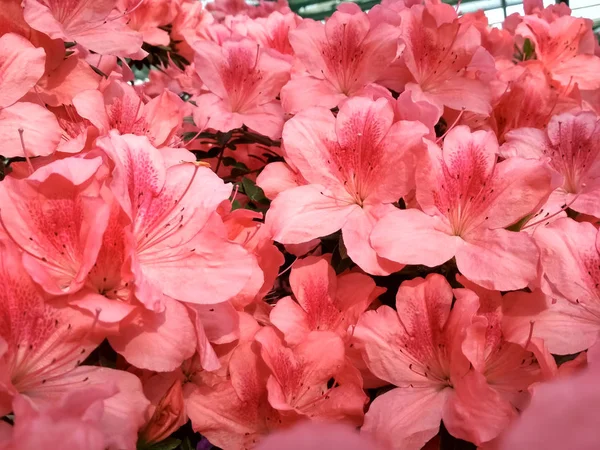 Цветочные азалии цветут весной. Фон полный цветов японский розовый Azalea. — стоковое фото