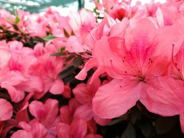 İlkbaharda açan açelya çiçeği. Japon pembe Azalea çiçekleriyle dolu bir arka plan.