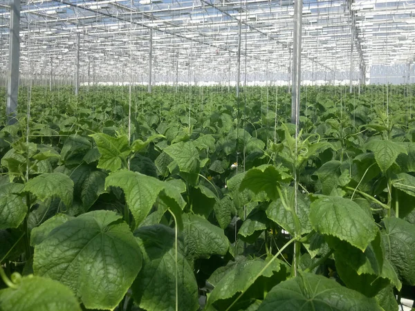 Cucumber farm greenhouse. Growing organic cucumbers in a greenhouse. Cucumbers harvest. — 스톡 사진