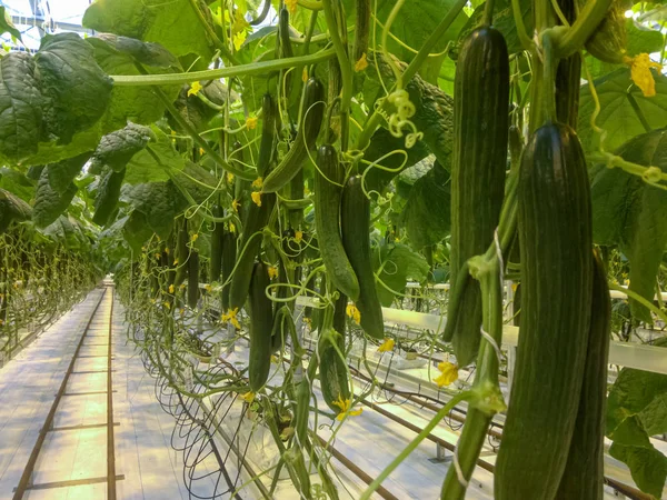 Invernadero granja de pepinos. Cultivar pepinos orgánicos en un invernadero. Cosecha de pepinos . — Foto de Stock