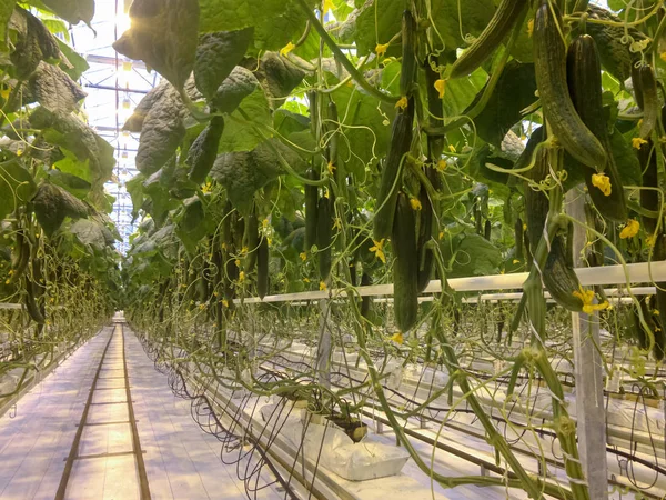 Invernadero granja de pepinos. Cultivar pepinos orgánicos en un invernadero. Cosecha de pepinos . — Foto de Stock
