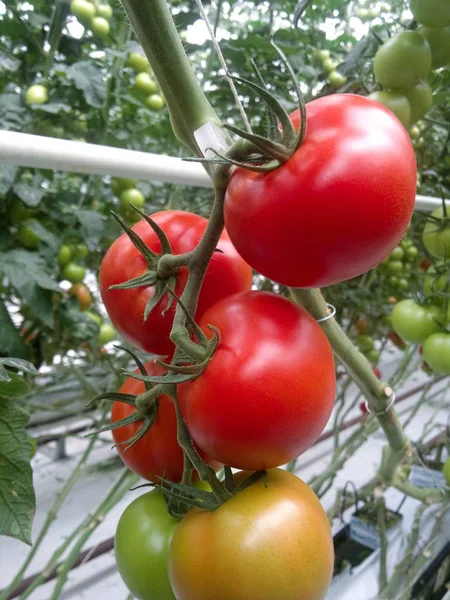 Bir serada yetişen kırmızı domatesler. Boşluğu kopyala. — Stok fotoğraf