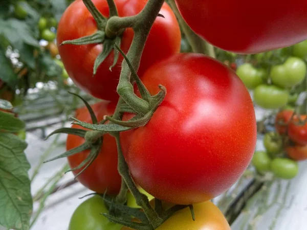 Rote reife Tomaten, die in einem Gewächshaus angebaut werden. Kopierraum. — Stockfoto