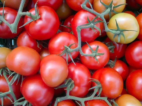 Hintergrund der Gruppe roter Tomaten. reife natürliche Zweigtomaten. — Stockfoto