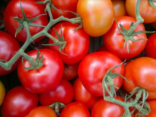 Achtergrond van de groep rode tomaten. Rijp tomaten van natuurlijke takken. — Stockfoto