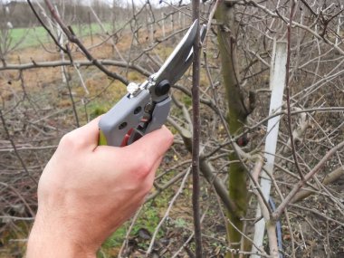 Bahar tarımı bir meyve bahçesinde yapılır. Meyve ağaçlarının dallarını kesiyor. Meyve bahçesinde elma ağacı buduyor..