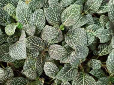 Yeşil, Fittonia 'yı beyaz ya da pembe damarlı bırakır. Doğal yeşil arkaplan yaprakları