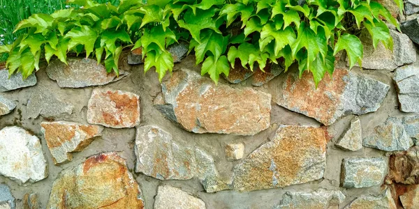 Leuchtend bunte Blätter von wildem Efeu auf dem steinernen Hintergrund. — Stockfoto