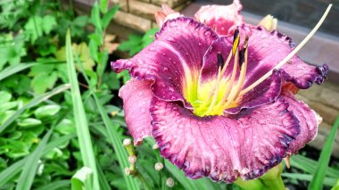 Çiçekli parlak zambak, yeşil bahçede hemerocallis.