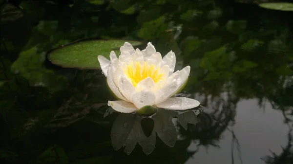 Witte waterlelie drijvend in een vijver. — Stockfoto