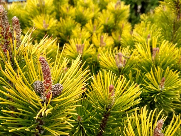İlkbaharda genç çam tomurcukları. Pinus mugo, cüce dağ çamı, mugo çamı. Pinus mugo kış altın
