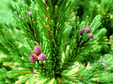 Baharda genç çam tomurcukları. Pinus mugo, cüce dağ çamı, mugo çamı.