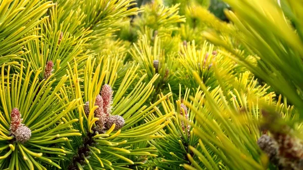 Fiatal Pine rügyek tavasszal. Pinus mugo, törpe hegyi fenyő, mugo fenyő. Pinus mugo téli arany — Stock Fotó