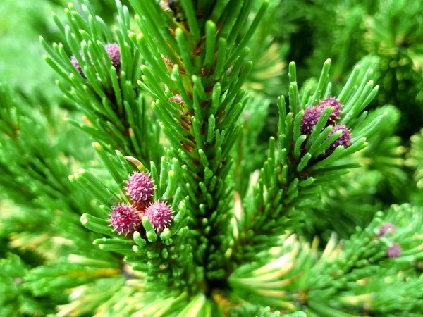 Unga tallknoppar på våren. Pinus mugo, dvärg bergtall, mugo pine. — Stockfoto