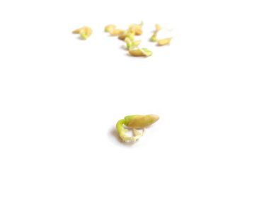 Beyaz arka planda izole edilmiş salatalık tohumları. Salatalık filizi. Seçici odak.