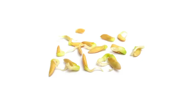 Semena okurky izolované s bílým pozadím. Výhonek okurky. Selektivní zaměření. — Stock fotografie