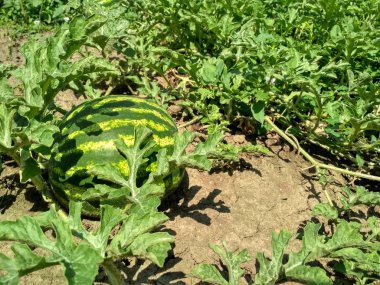 Bahçede büyüyen yeşil karpuz. Tarım karpuzu