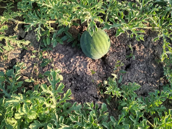 Grüne Wassermelone Wächst Garten Wassermelone Aus Der Landwirtschaft — Stockfoto