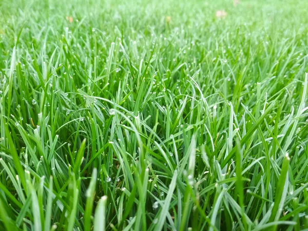 Spring Season Sunny Lawn Mowing Garden Lawn Blur Soft Light — Stock Photo, Image