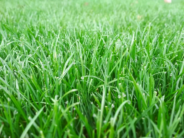 Spring Season Sunny Lawn Mowing Garden Lawn Blur Soft Light — Stock Photo, Image