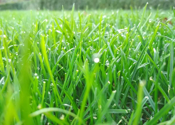 Spring season sunny lawn mowing in the garden. Lawn blur with soft light for background