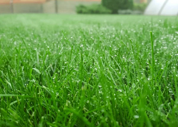 Spring Season Sunny Lawn Mowing Garden Lawn Blur Soft Light — Stock Photo, Image