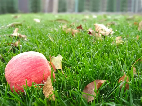 Red apple on grass in the garden. Lawn blur with soft light for background. — Stock Photo, Image