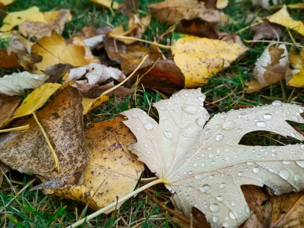 Wassertropfen auf das Herbstblatt. Regentropfen am Morgen leuchten in der Sonne. — Stockfoto