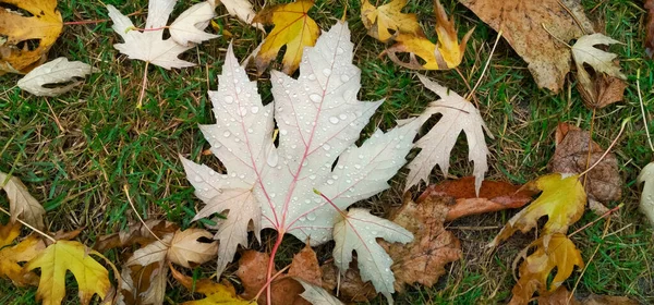 Gota de agua en la hoja de otoño. Gotas de lluvia en la mañana brillan bajo el sol. —  Fotos de Stock