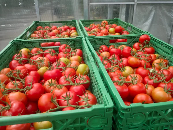 Hintergrund der Gruppe roter Tomaten. reife natürliche Zweigtomaten. — Stockfoto