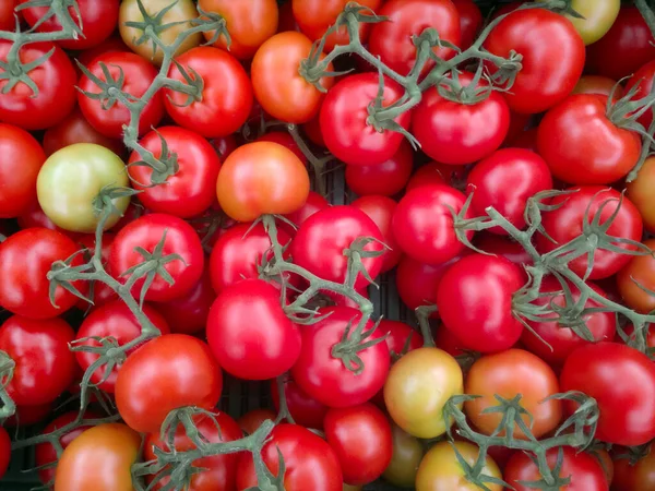 Hintergrund der Gruppe roter Tomaten. reife natürliche Zweigtomaten. — Stockfoto