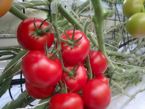 Rode rijpe tomaten geteeld in een kas. Kopieerruimte. — Stockfoto