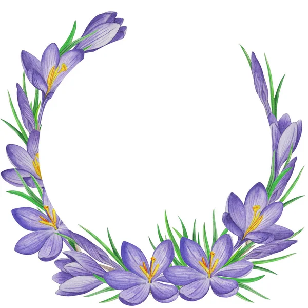 Spring flower  banner of crocuses. Watercolor Background