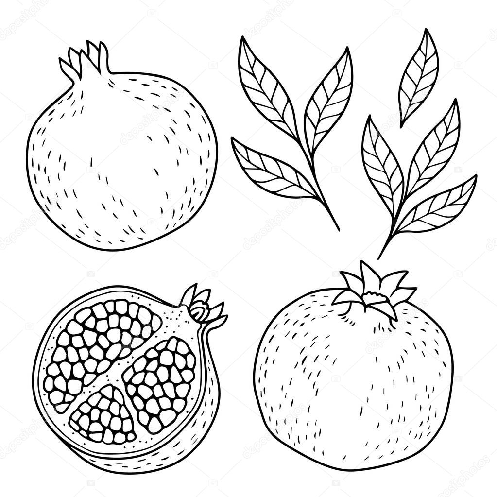 vector pomegranate on white background. hand drawn contur images
