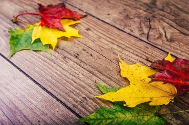 Renkli sonbahar akçaağaç ile sonbahar arka plan üzerinde rustik ahşap masa bırakır. Şükran tatil kavramı. Yeşil, sarı ve kırmızı sonbahar yaprakları. Seçici odak.