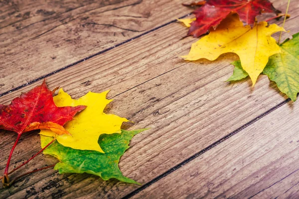 Fondo de otoño con hojas de arce de otoño de colores en la mesa de madera rústica. Concepto de vacaciones de Acción de Gracias. Hojas de otoño verdes, amarillas y rojas. Enfoque selectivo . — Foto de Stock