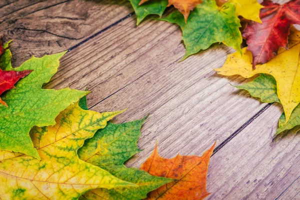 Осінній фон з барвистим осіннім кленовим листям на сільському дерев'яному столі. Концепція святкових днів подяки. Зелене, жовте і червоне осіннє листя. Вибірковий фокус . — стокове фото