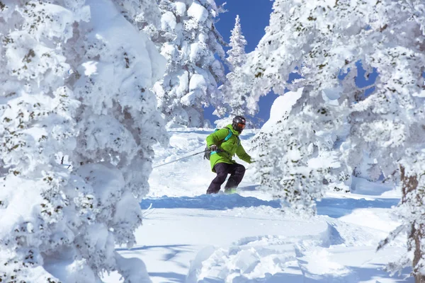Skiërs freeride bos skiën — Stockfoto