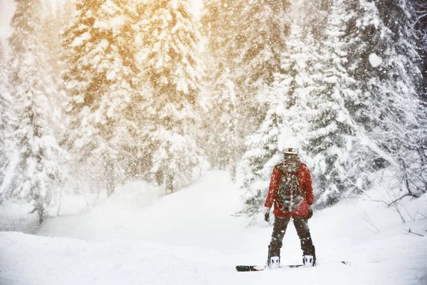 Snowboarder stands snow frozen forest backcountry — Stock Photo, Image