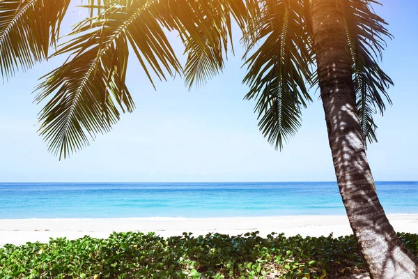 Tropikalne palm tree beach resort — Zdjęcie stockowe