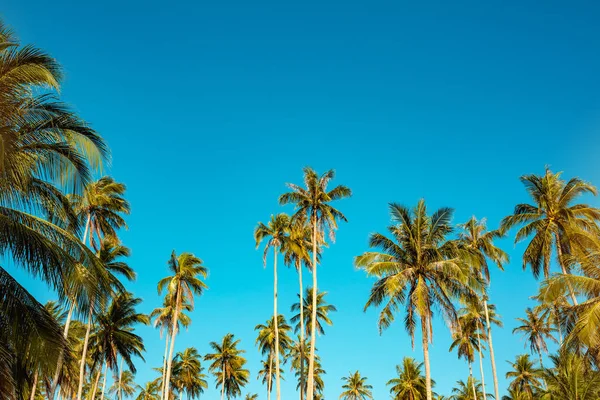 Növény pálmafákkal a kék ég ellen — Stock Fotó
