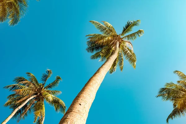 Pálmafa növény ellen kék ég — Stock Fotó