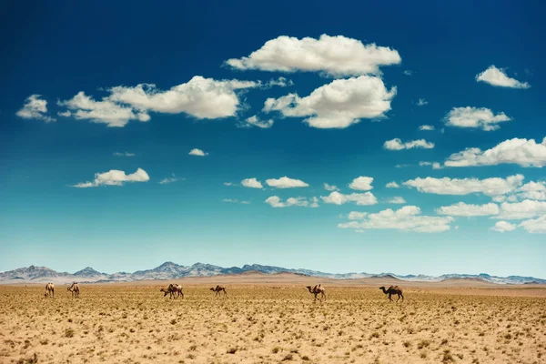 Piękny mongolski krajobraz gobi z wielbłądami — Zdjęcie stockowe