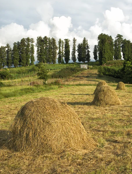 Haystacks sur le terrain — Photo