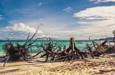 Bambu Island, Tayland sahil şeridi üzerinde kırık dal
