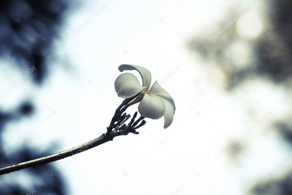 ylang-ylang white flower