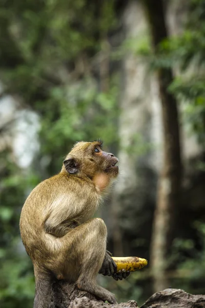 Monkey with banana — Stock Photo, Image