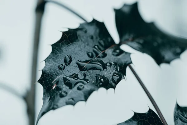 Feuille en gouttes de rosée — Photo