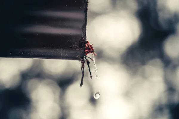 Druppels water uit een pijpreiniger — Stockfoto